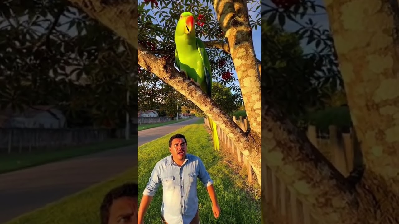 papagaio fazendo fofoca #shorts #series #filmes #cenas #memes #novela