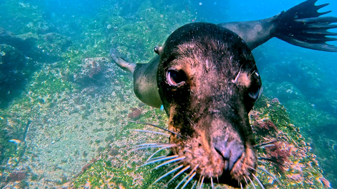 Jealous Sea Lion Demands Attention From Scuba Videographers