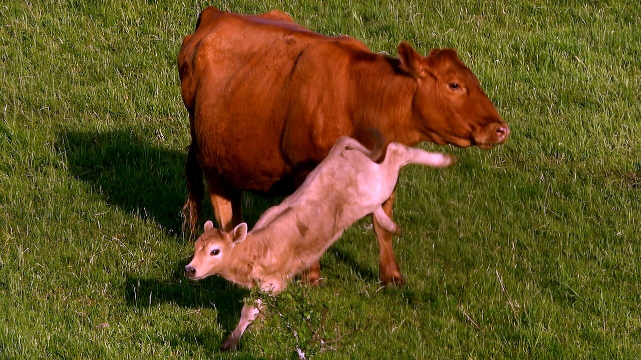 See why this spring calf is named Spring calf named “Turbo”