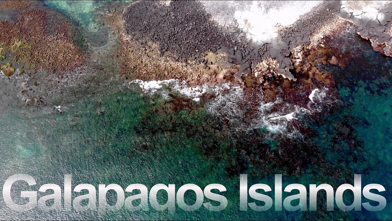 Scuba divers find unmatched beauty in the Galapagos Islands