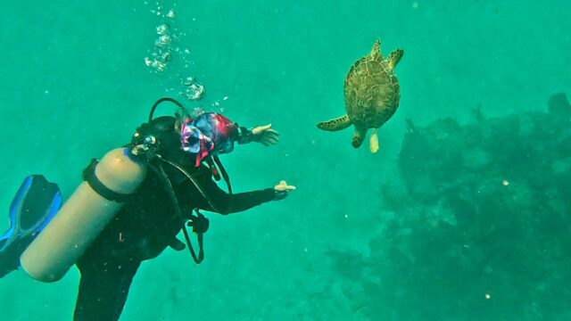 Friendly sea turtle captures divers hearts in Mexico