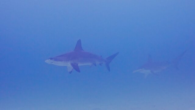 Agitated hammerhead sharks show up to inspect divers