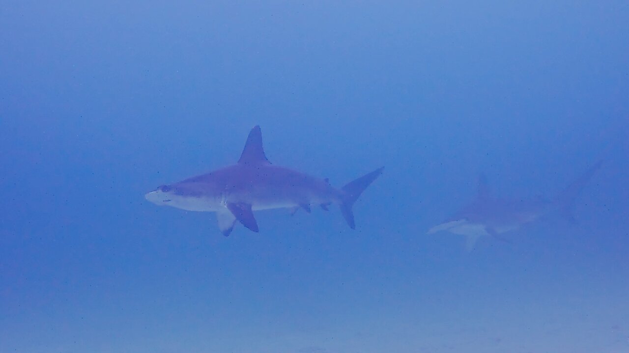 Agitated hammerhead sharks show up to inspect divers