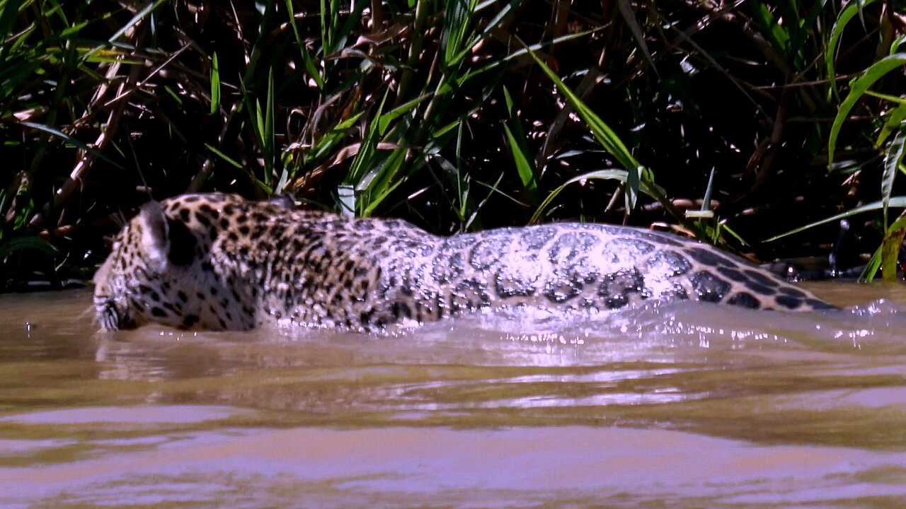 Hunting Jaguar Swims Across a River in Brazil