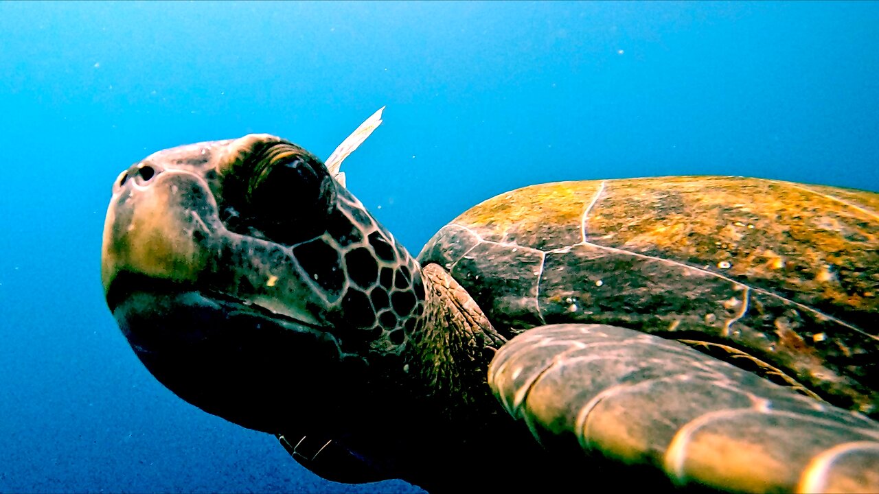 Curious sea turtle gives scuba divers a magical experience in Mexico